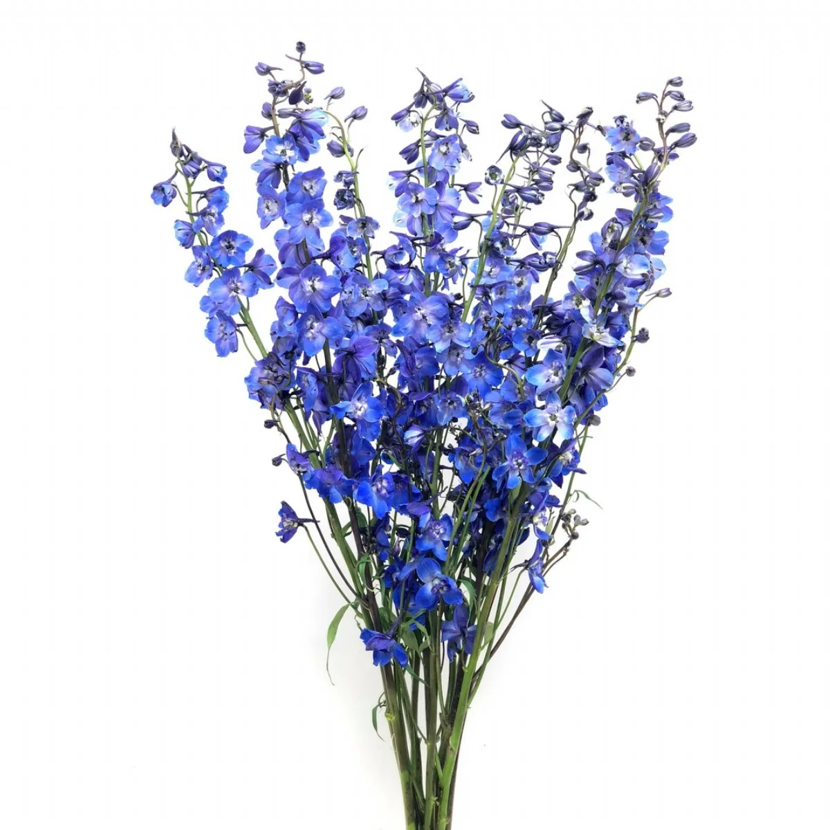 Delphinium Mavi