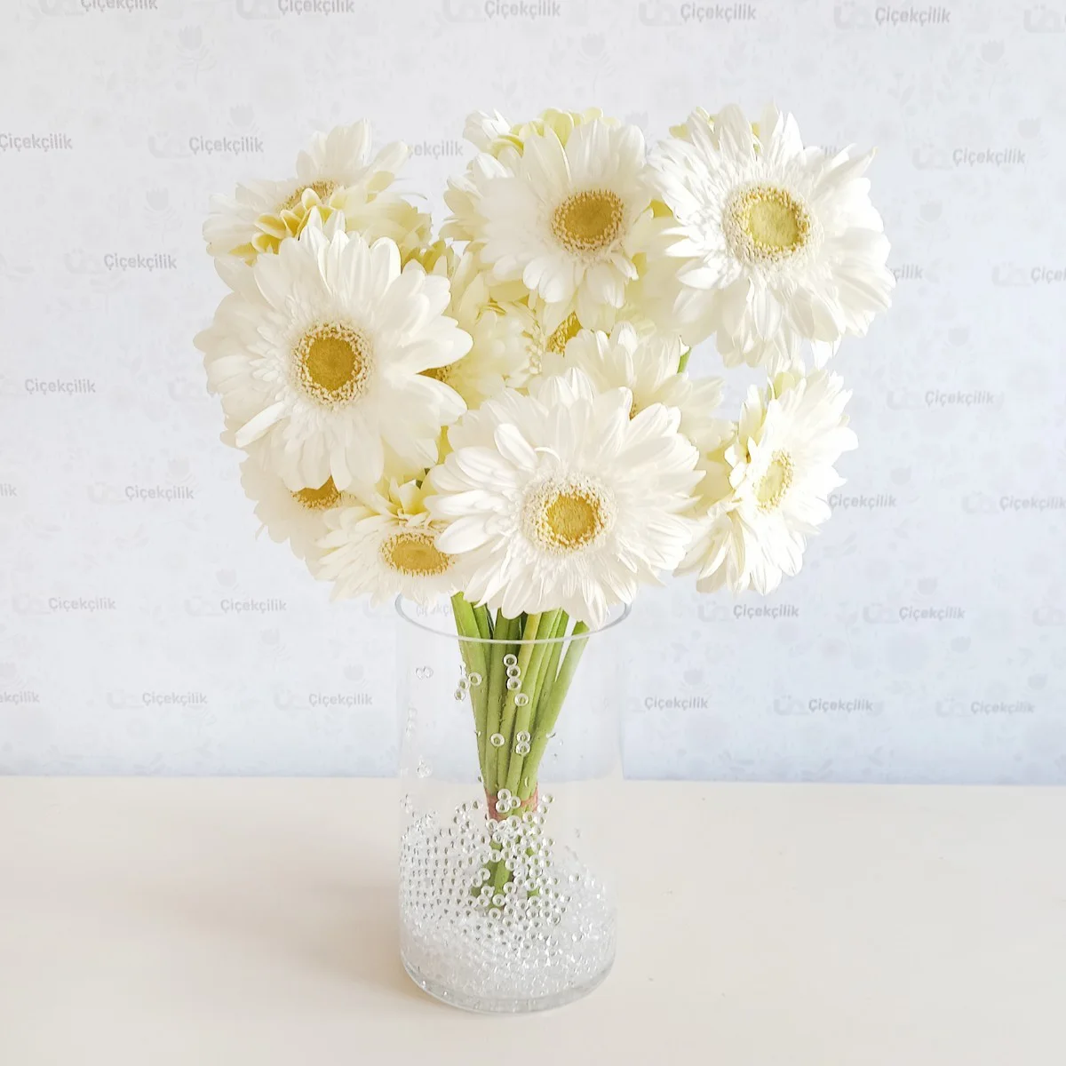 Gerbera Beyaz - Beyaz