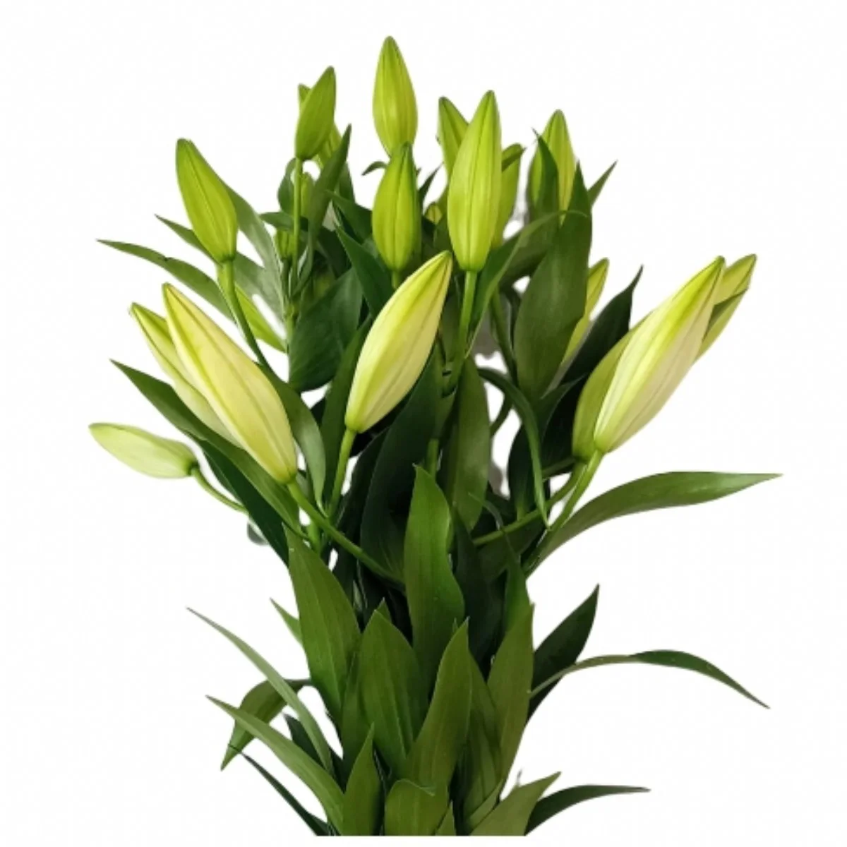 Kazablanka Lilium Oriental