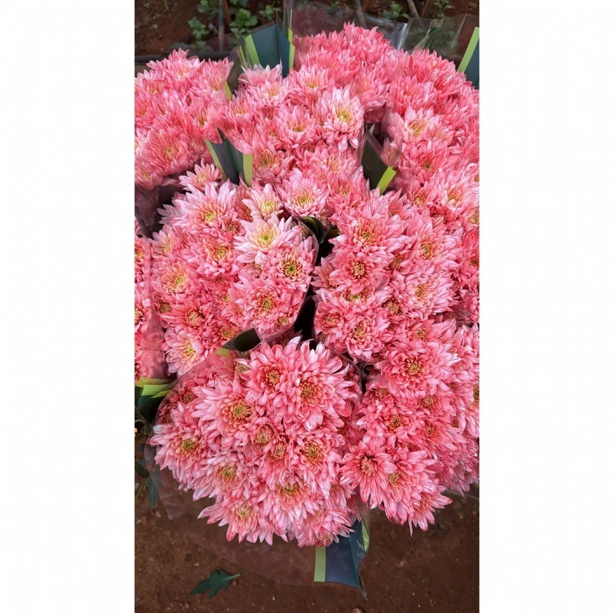 KRİZANTEM PEMBE BOYALI