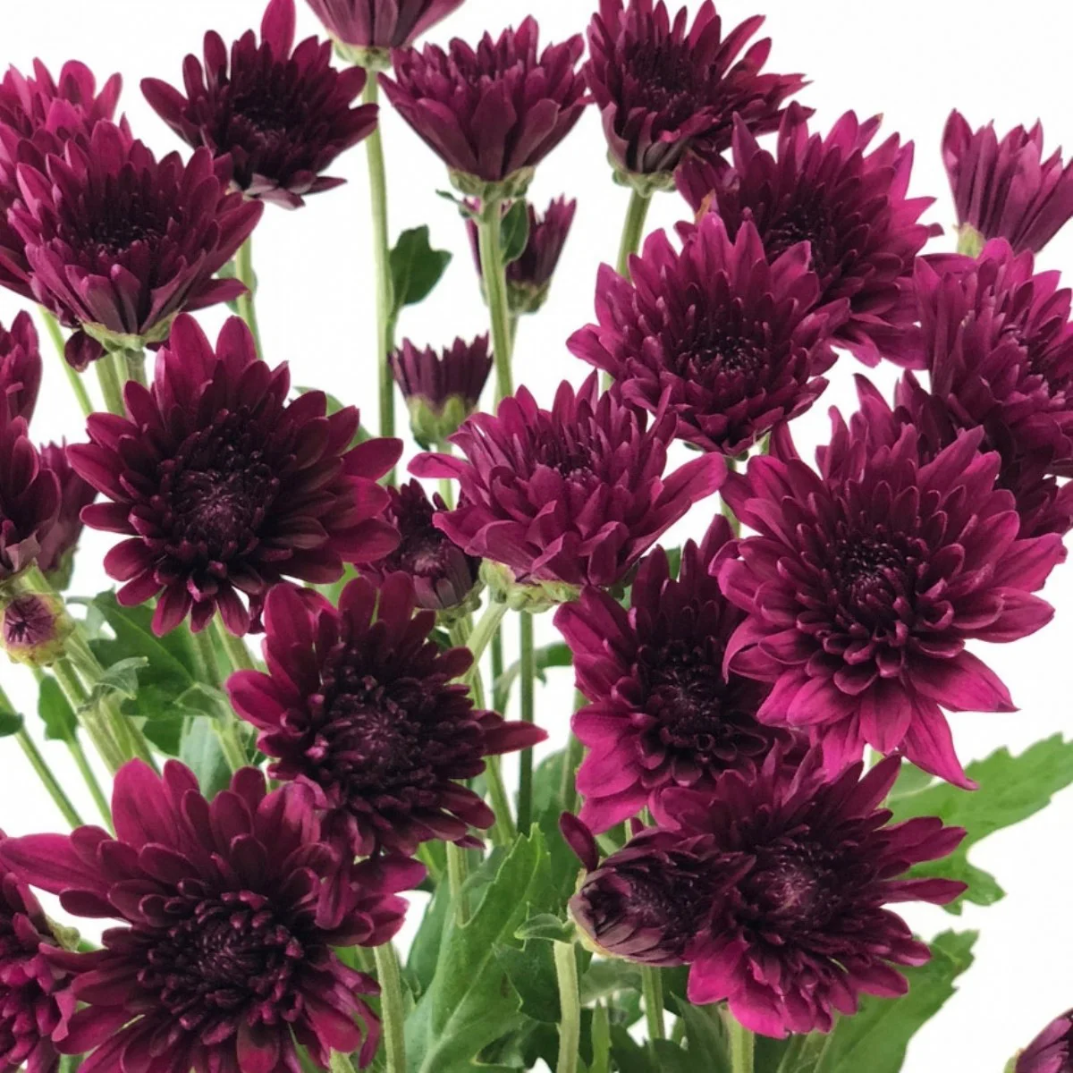 Krizantem Purple True