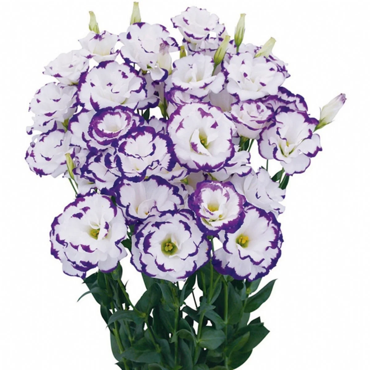 Lisianthus 'Megalo Blue Picotee'