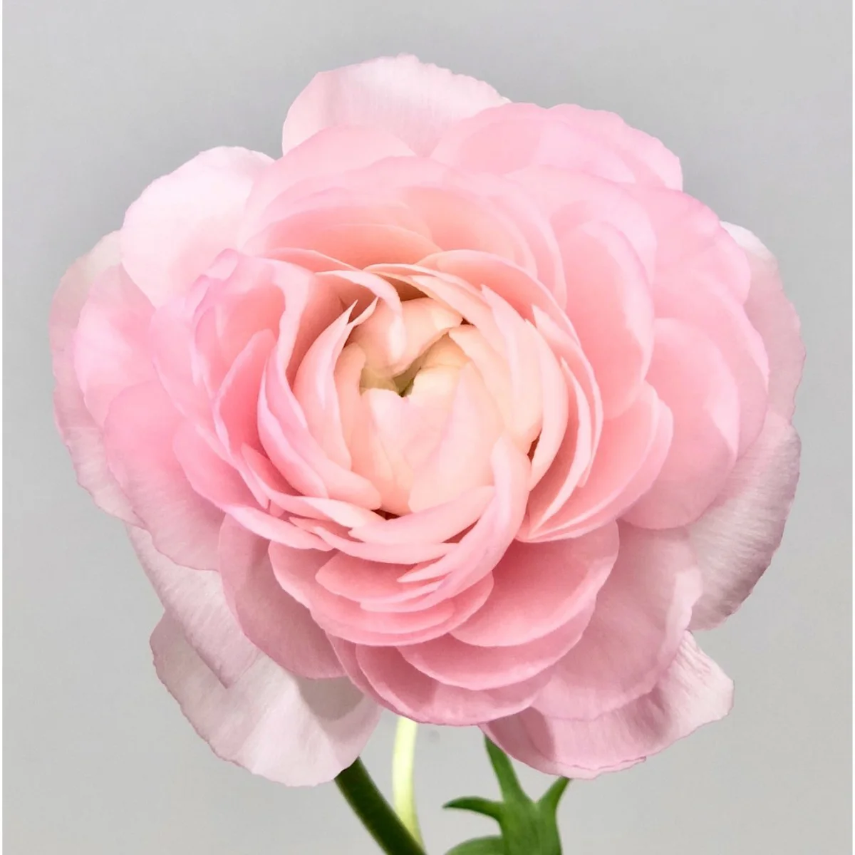 Ranunculus (Erengül) Pink