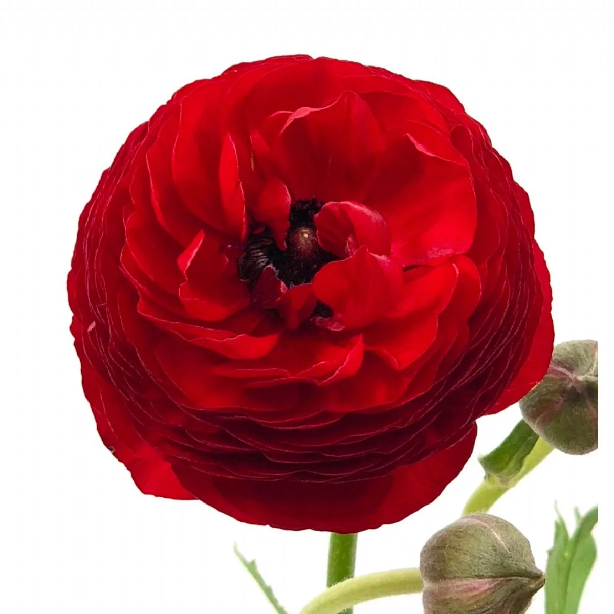 Ranunculus (Erengül) Red