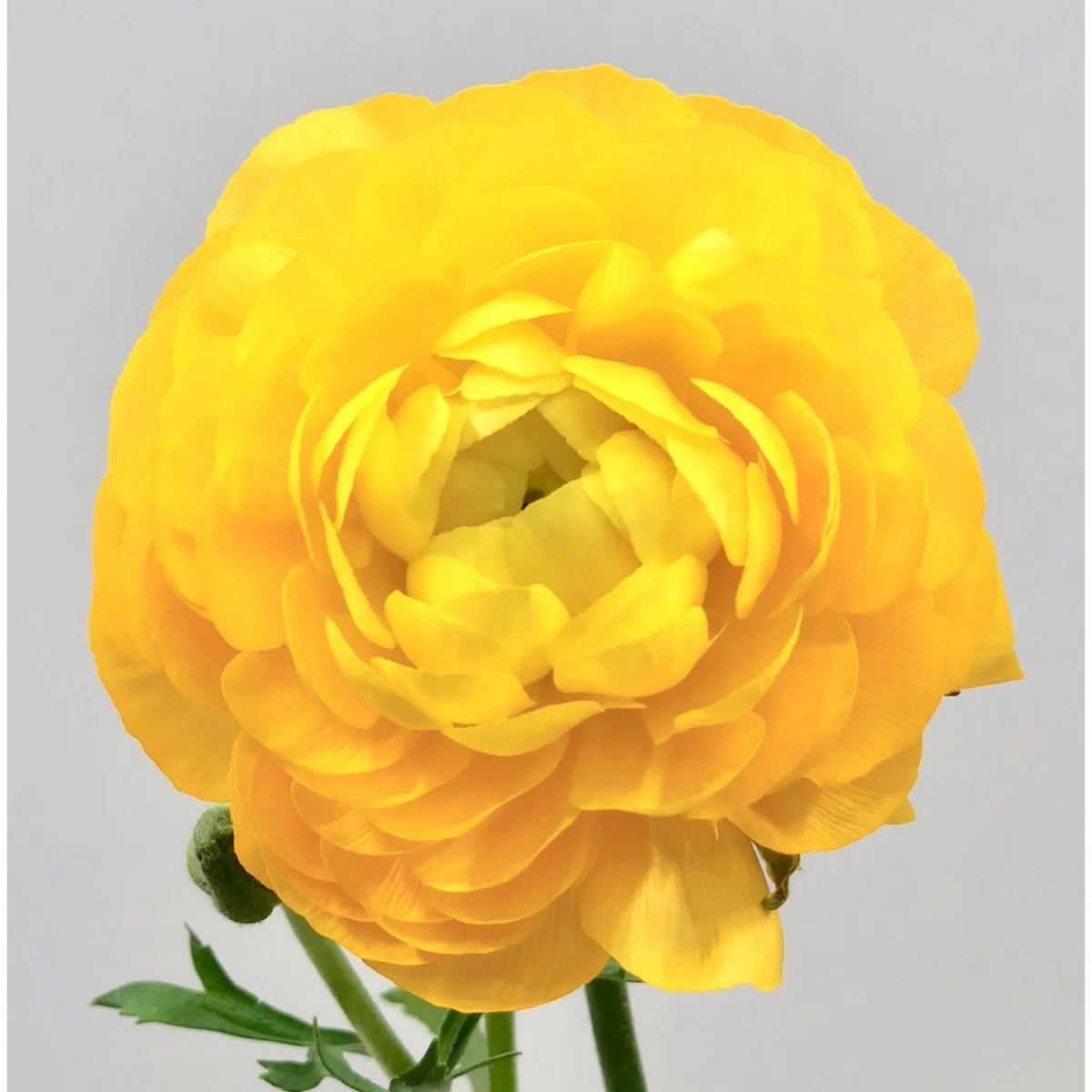 Ranunculus (Erengül) Yellow